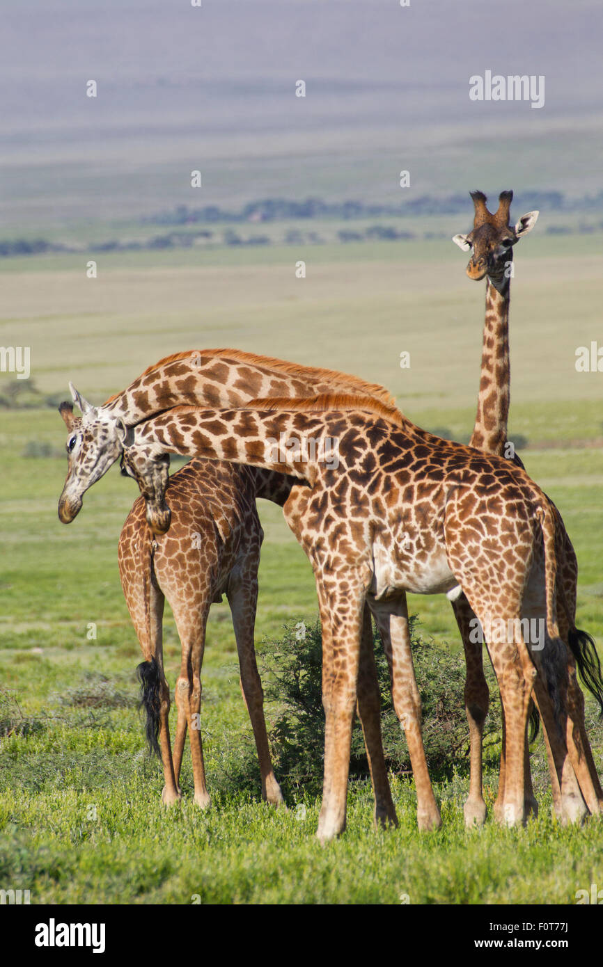 Masai Giraffes Stock Photo