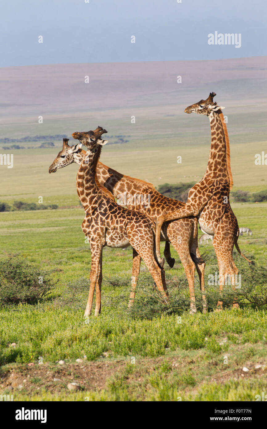 Masai Giraffes Necking Stock Photo