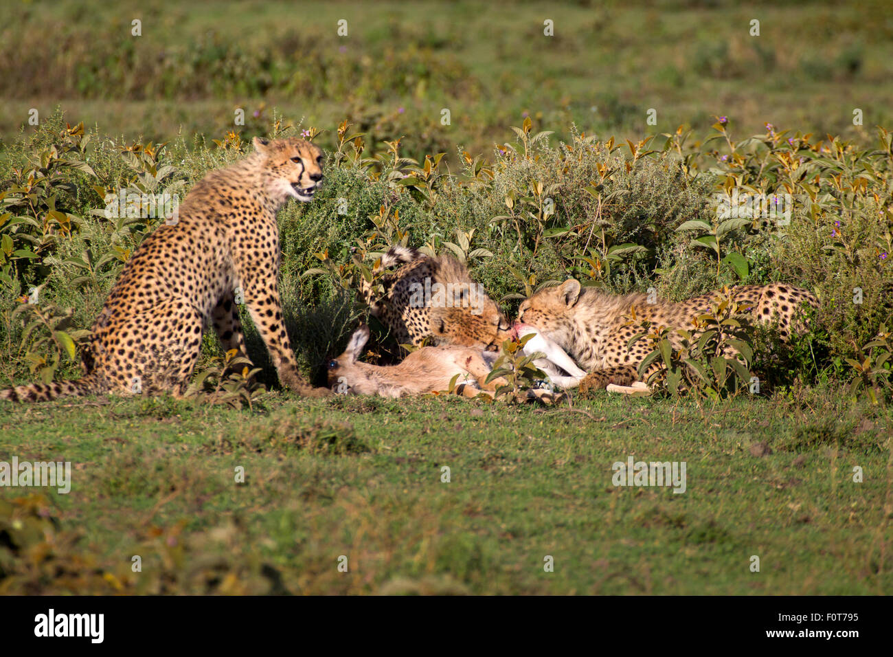 Cheetah Brothers Eating Young Wildebeest Stock Photo