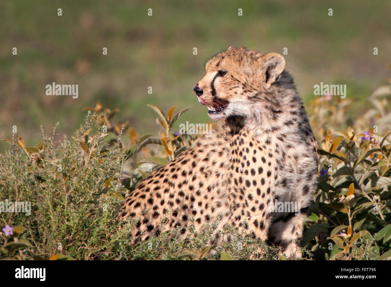 Cheetah Satiated Stock Photo
