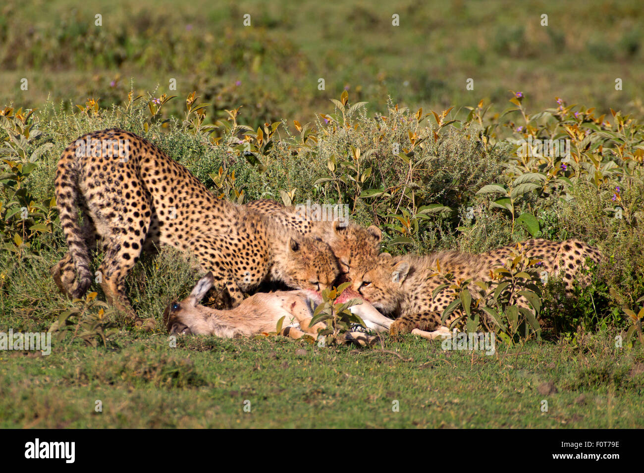 Cheetah Brothers Eating Young Wildebeest Stock Photo - Alamy