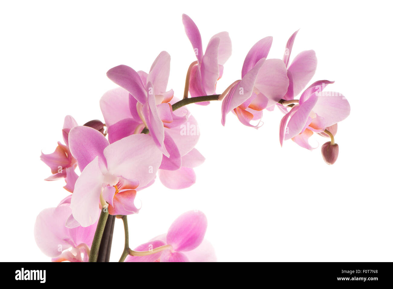 Closeup detail of pink orchid isolated on white background Stock Photo ...