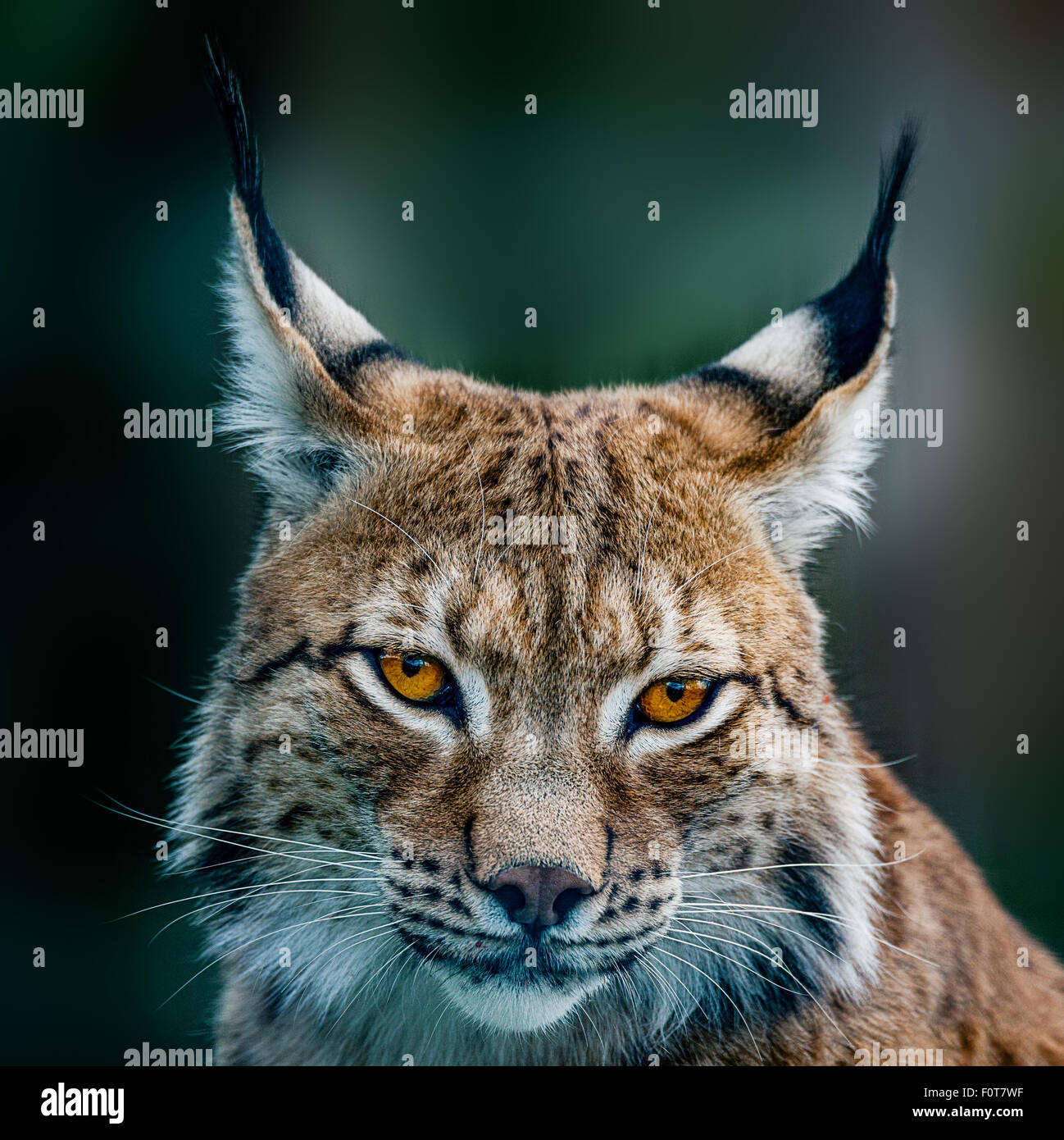 Siberian lynx  head shot Stock Photo