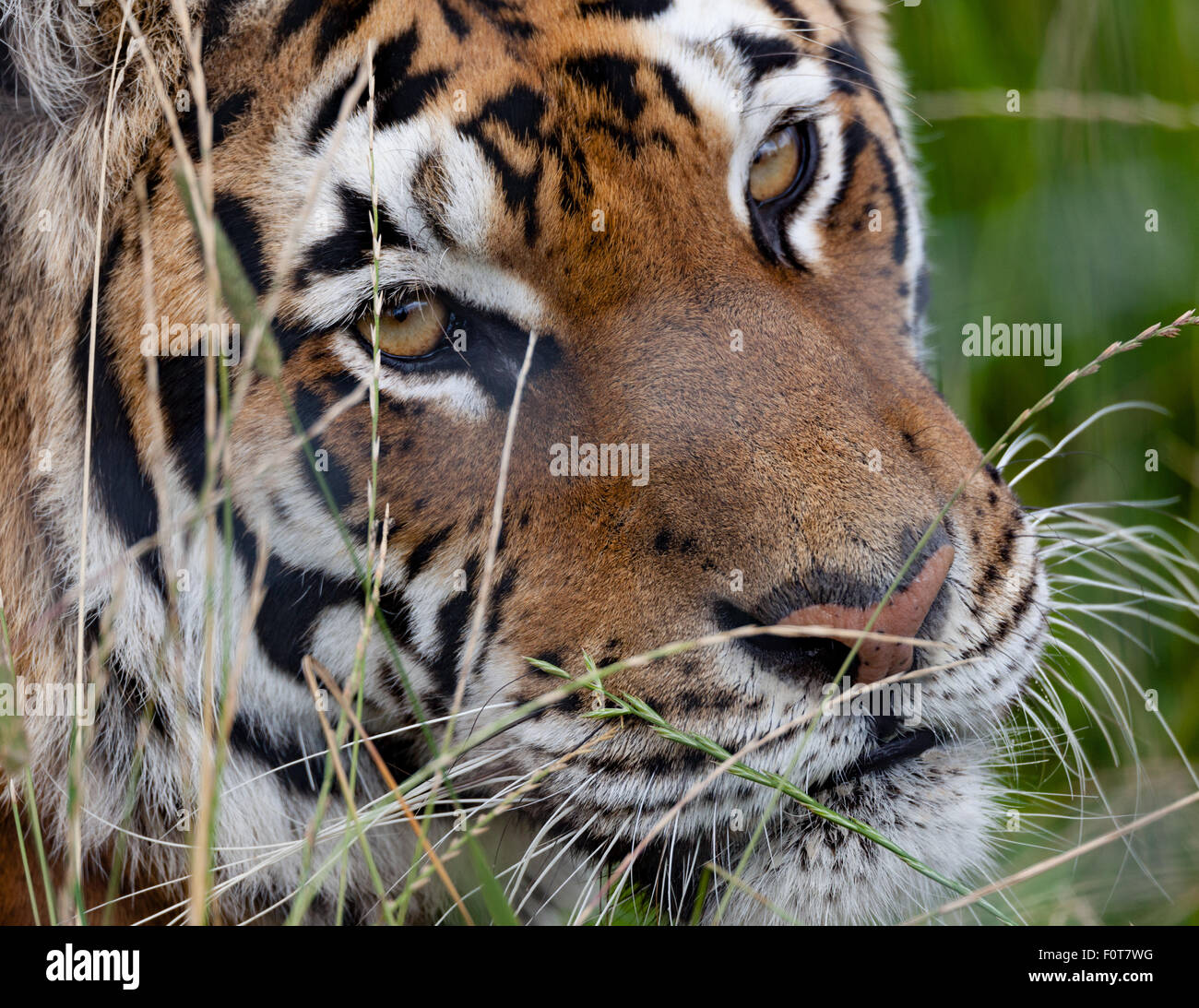 Tiger in the grass close up headshot Stock Photo