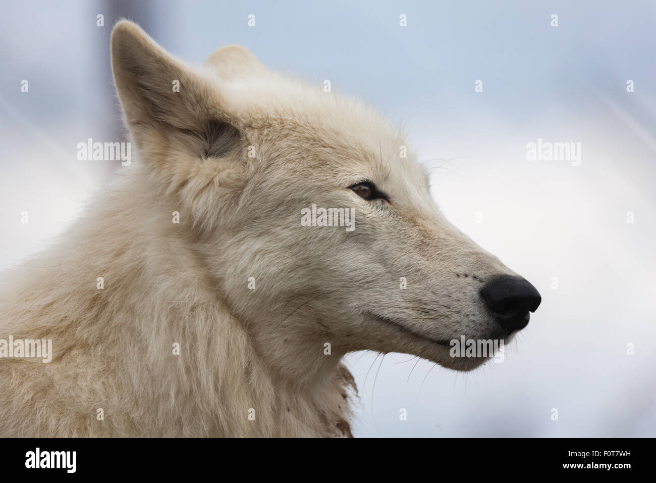 White wolf close up head shot Stock Photo