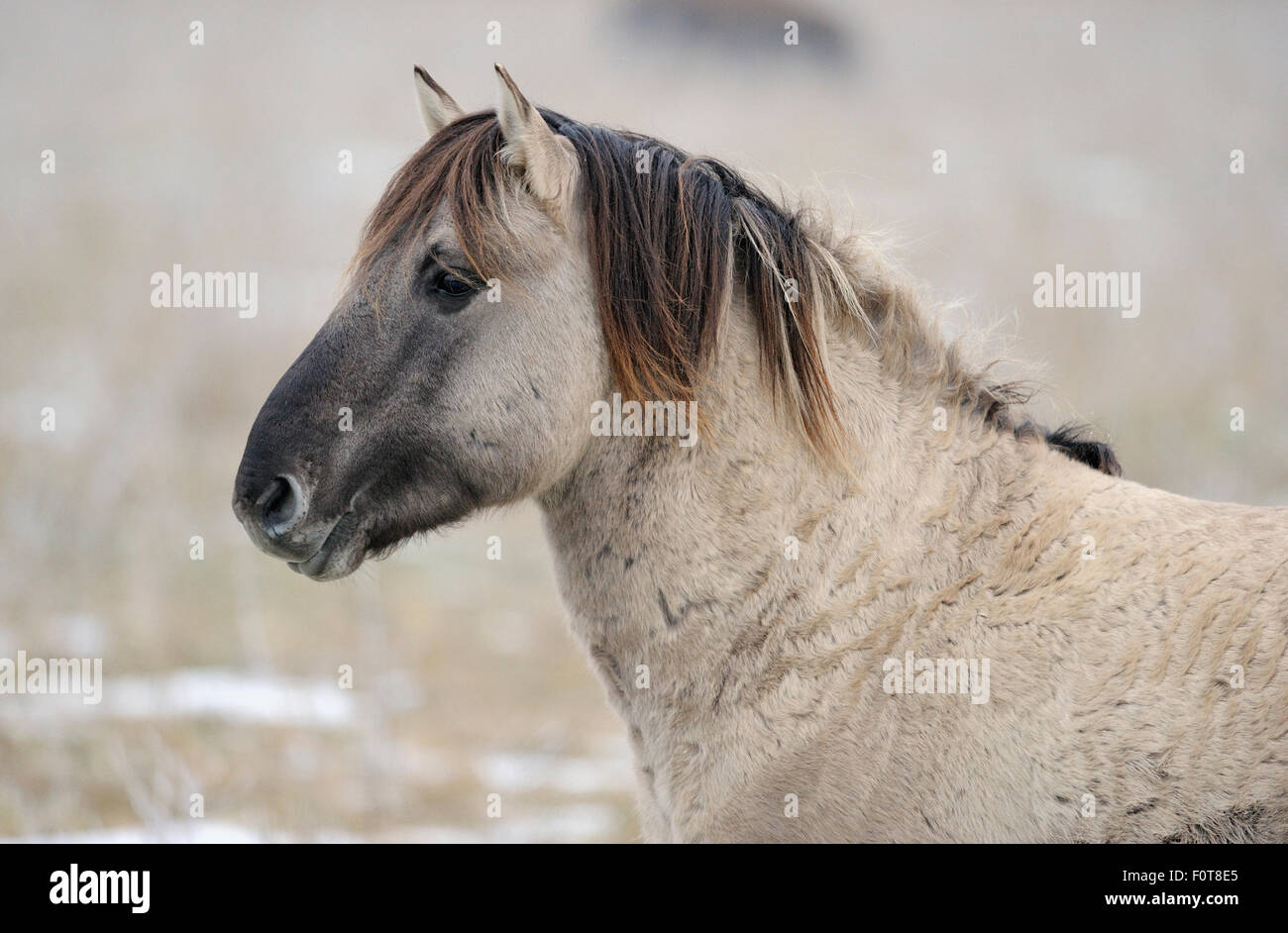 Konik horse (Equus ferus caballus), relative of the wild Tarpan horse ...