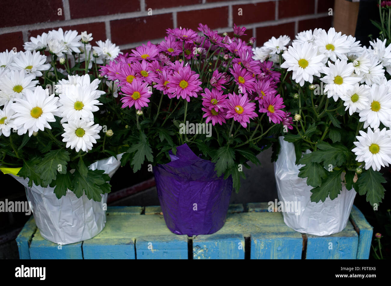 White and fuchsia potted chrysanthemums Stock Photo - Alamy