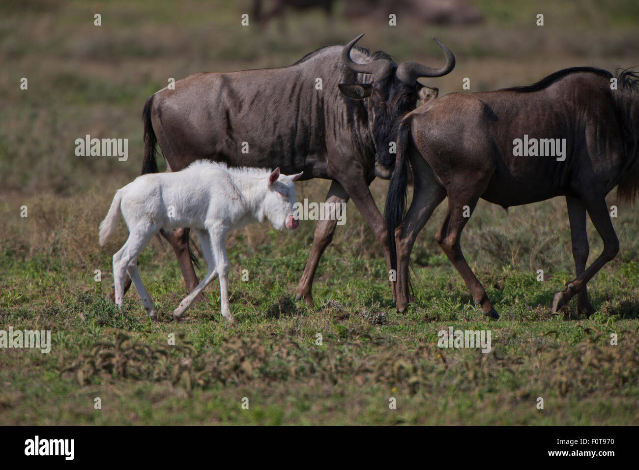 Blue Wildebeest Escorting Newborn Albino Stock Photo