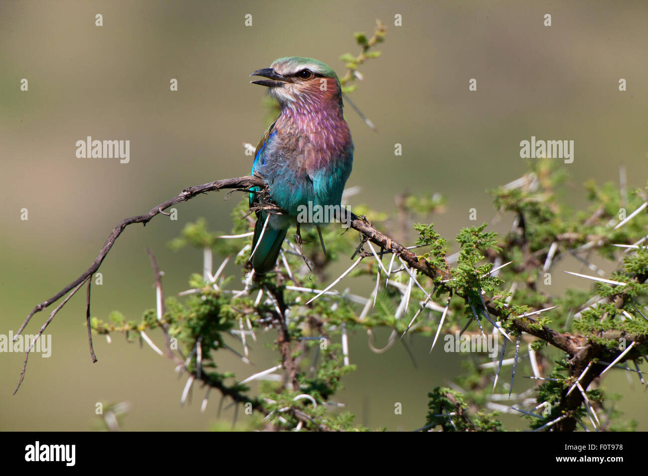 Lilac-breasted Roller on Acacia Branch Stock Photo