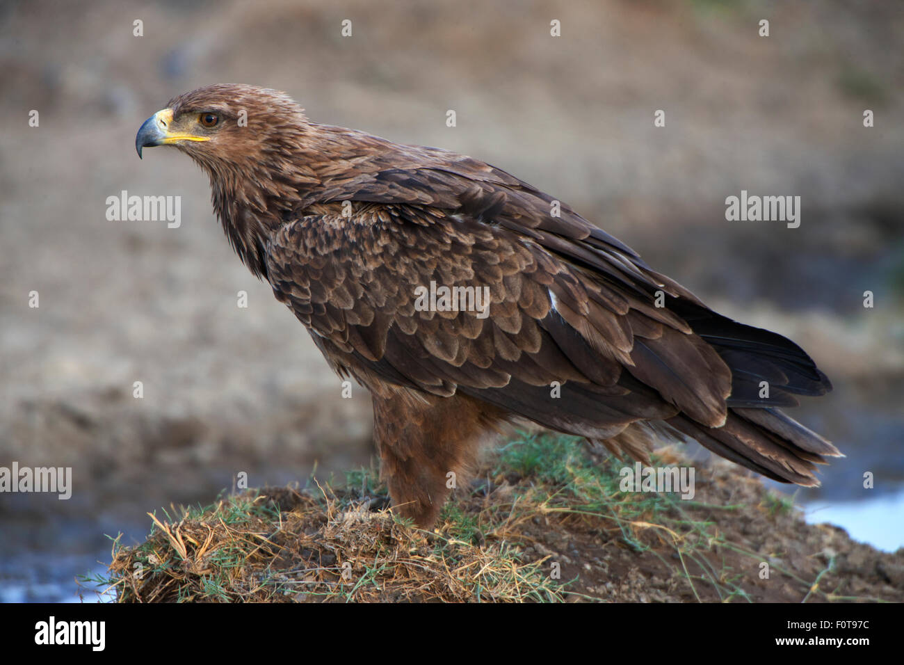 Tawny Eagle Closeup Stock Photo