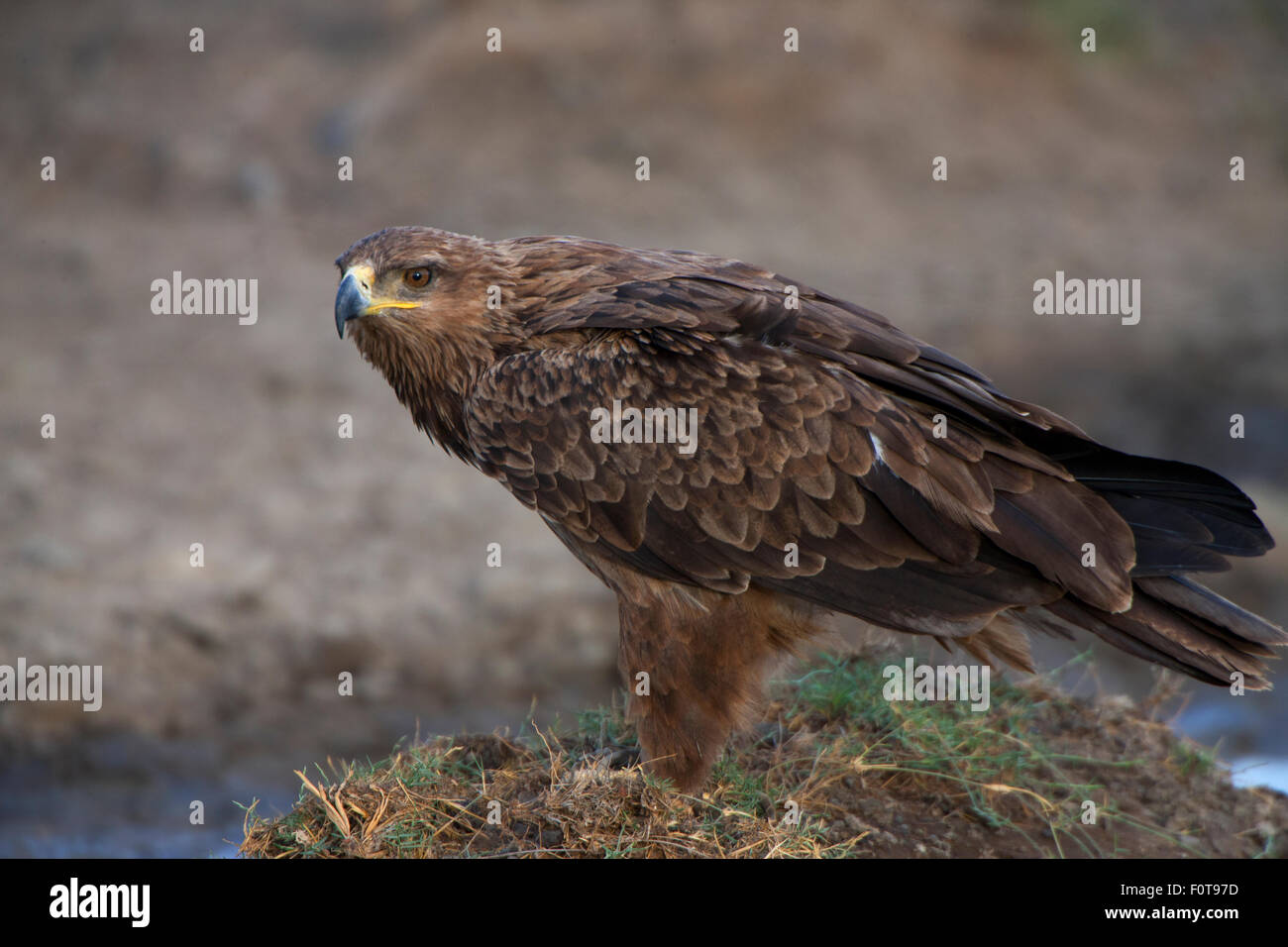 Tawny Eagle Closeup Stock Photo