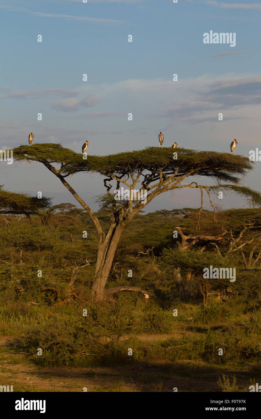 Maribou Storks form a Gentleman's Club on the top of an Acacia Treee Stock Photo