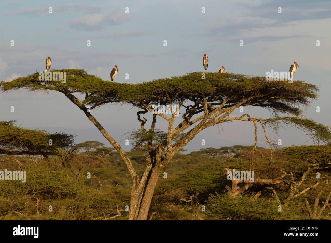 Maribou Storks form a Gentleman's Club on the top of an Acacia Treee Stock Photo
