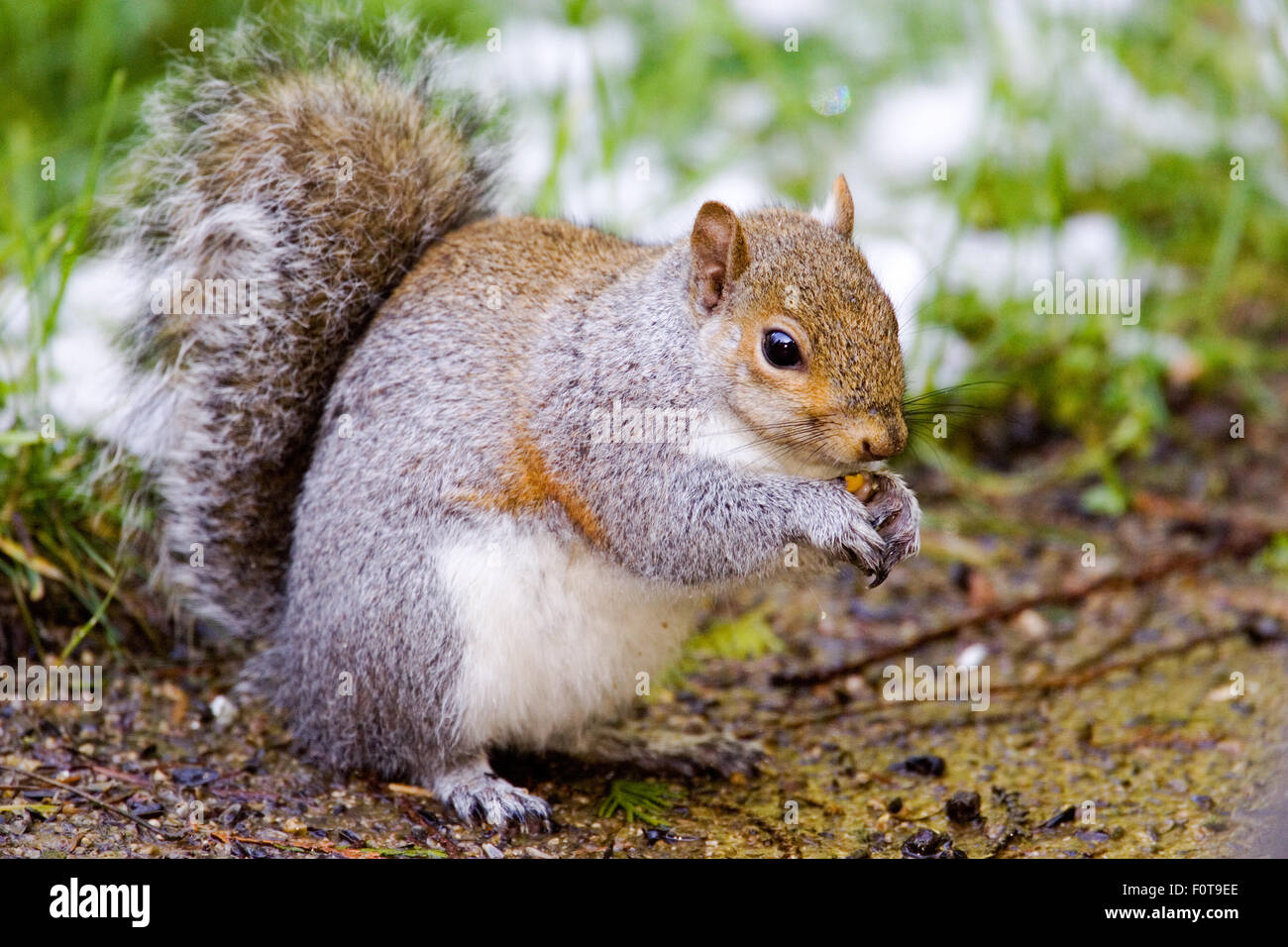 Western Grey Squirrel (Sciurus griseus) scavenging for seeds near snow