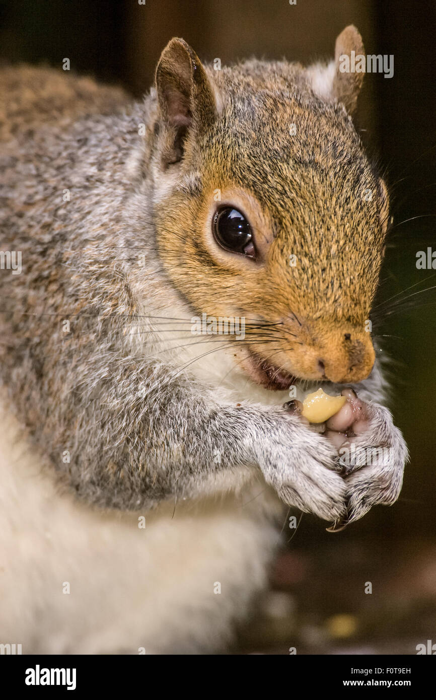 Closeup of a Western Grey Squirrel eating peanuts in Issaquah