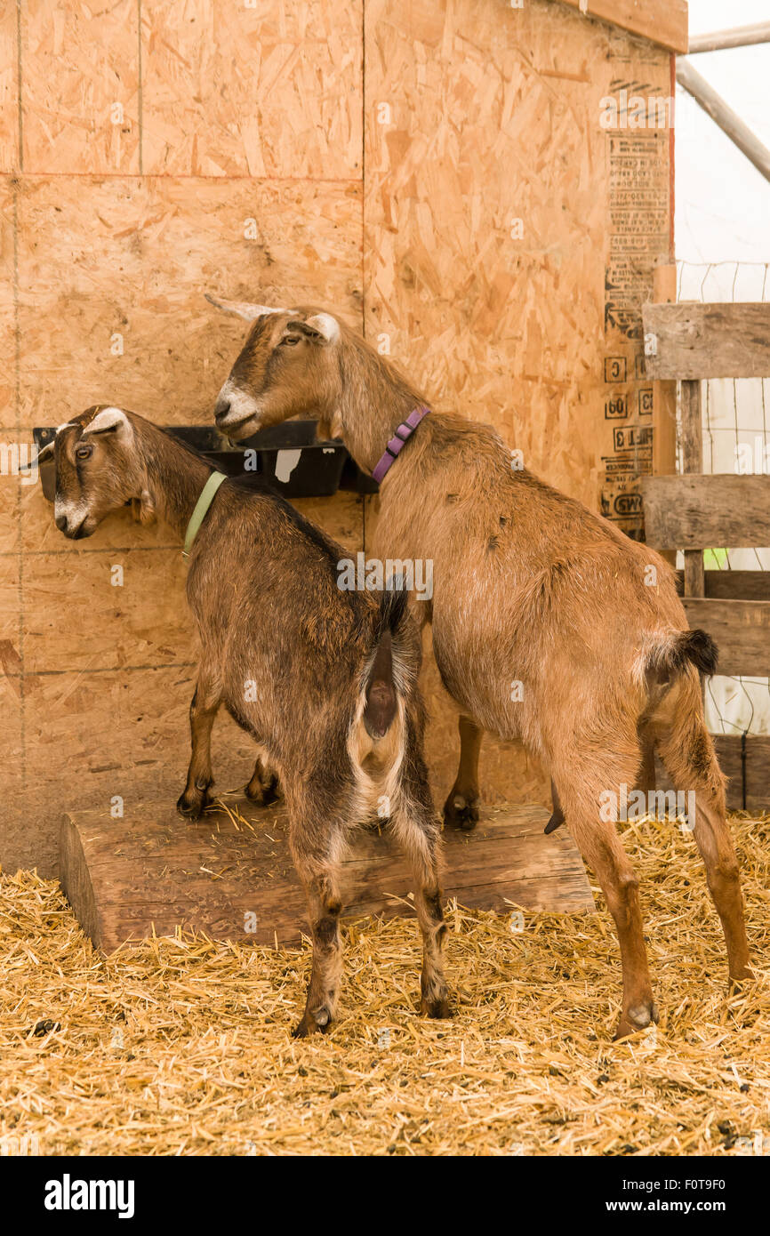 Two Alpine dairy goats grabbing a bite to eat in their barn in