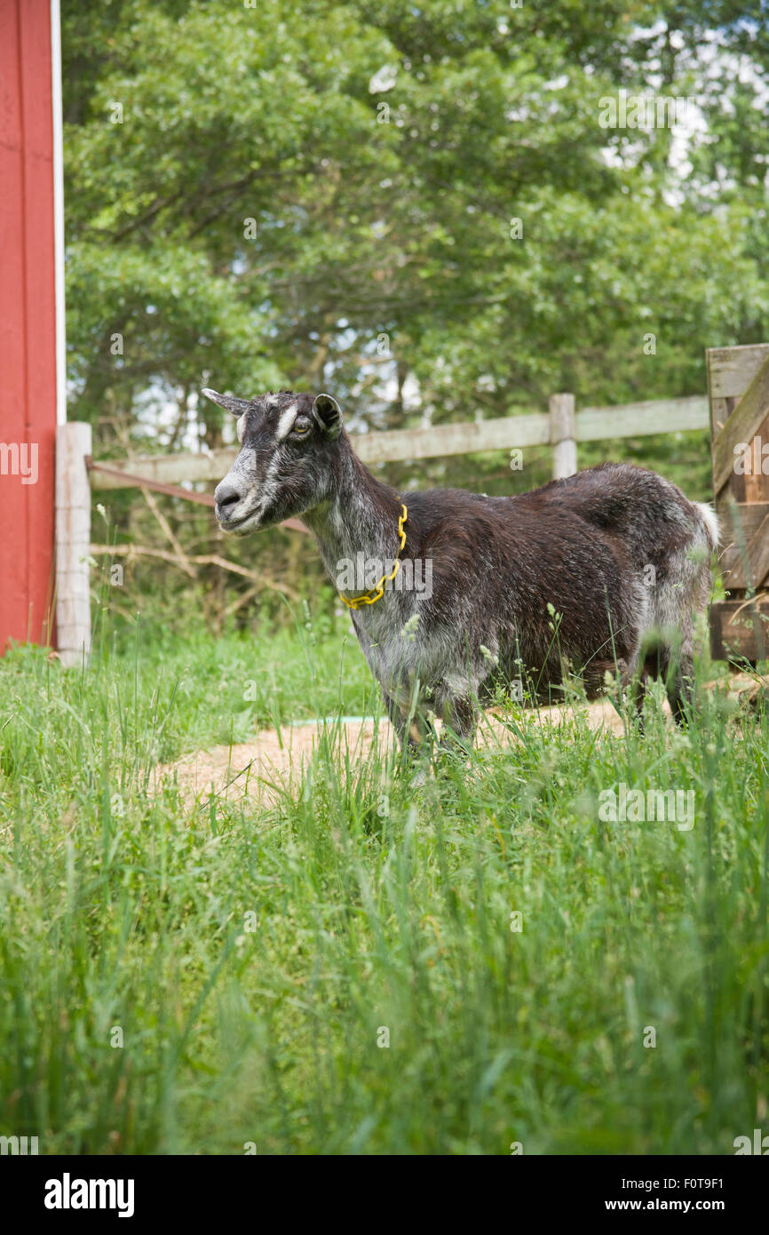 Alpine dairy goat in pasture by its barn in Galena, Illinois, USA Stock