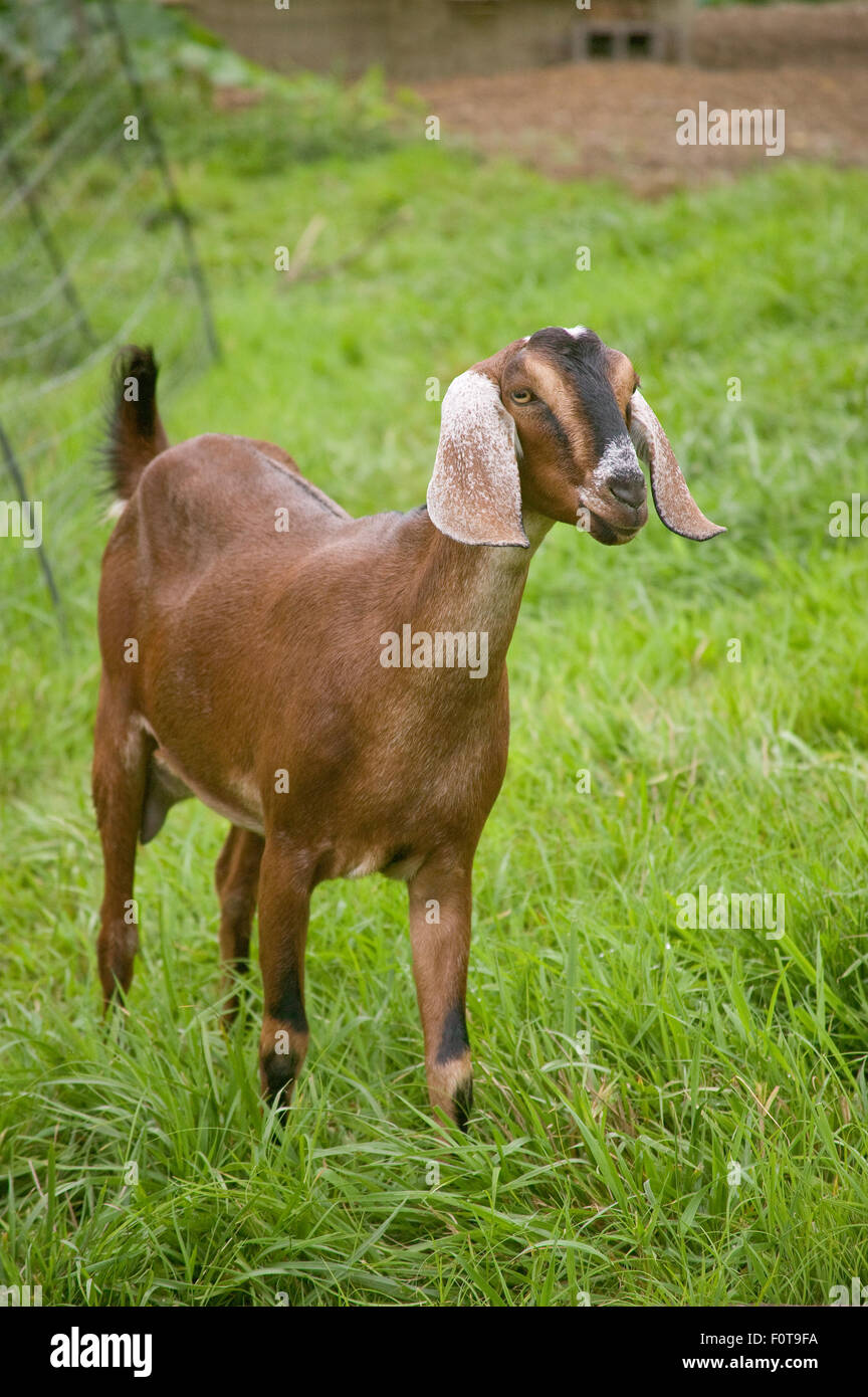Nubian Goat standing in the field at a small urban farm in Bellevue