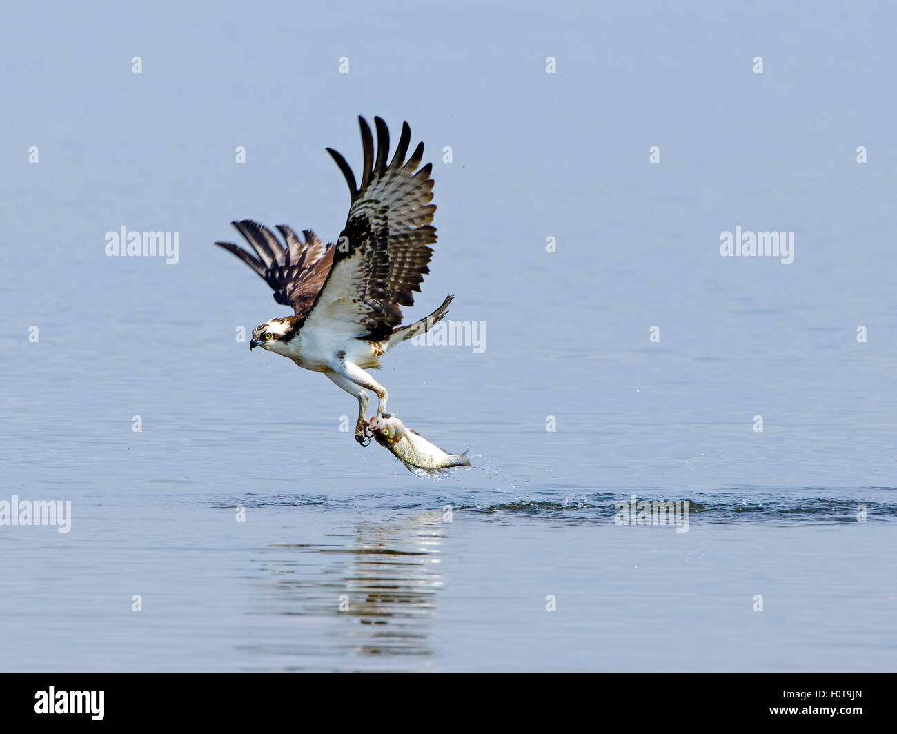 Osprey Grabbing Fish from Water Stock Photo