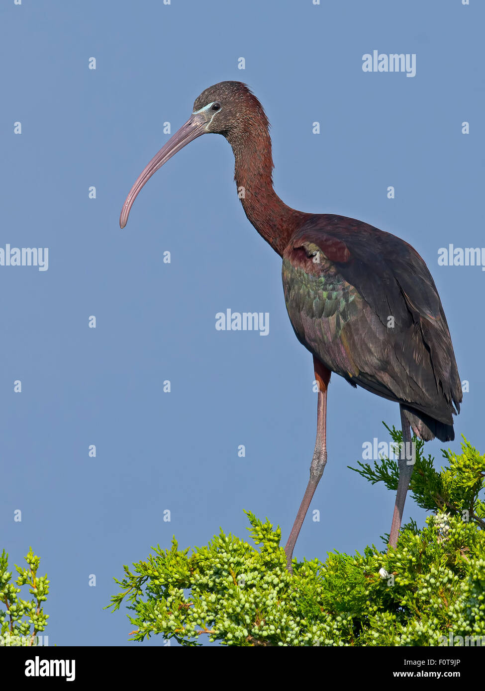 Glossy Ibis sitting in  a tree Stock Photo