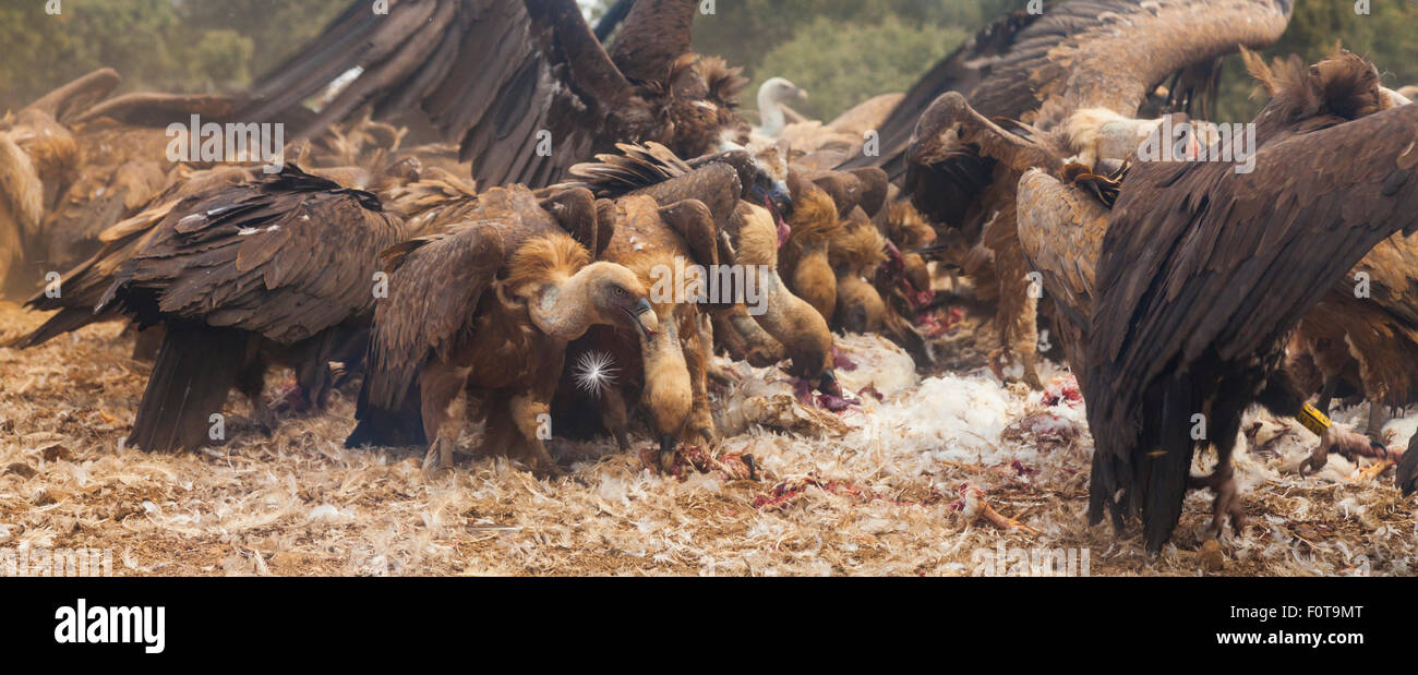 Griffon vultures (Gyps fulvus) and European black vultures (Aegypius monachus) in mass flock feed on carcass, Campanarios de Azaba Biological Reserve, a rewilding Europe area, Salamanca, Castilla y Leon, Spain Stock Photo