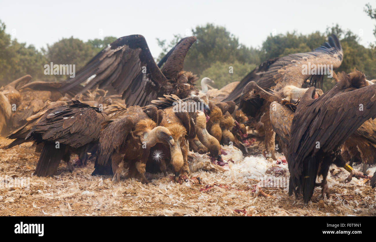 Griffon vultures (Gyps fulvus) and European black vultures (Aegypius monachus) in mass flock feed pon carcass, Campanarios de Azaba Biological Reserve, a rewilding Europe area, Salamanca, Castilla y Leon, Spain Stock Photo