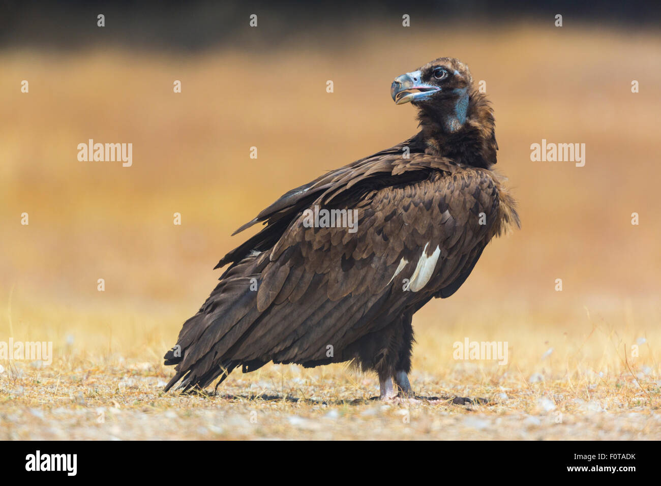 European Black vulture (Aegypius monachus) profile portrait on ground ...