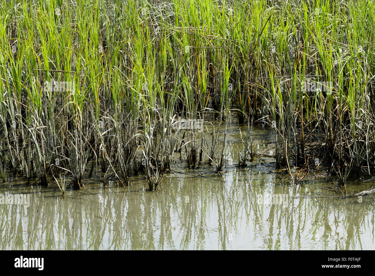 The edge of a bunch of smooth cordgrass and mud in the brackish water coastal area in Murrells Inlet, South Carolina. Stock Photo