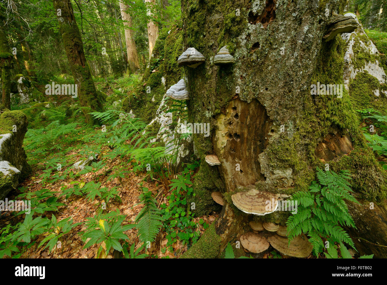 Picea sp hi-res stock photography and images - Page 2 - Alamy