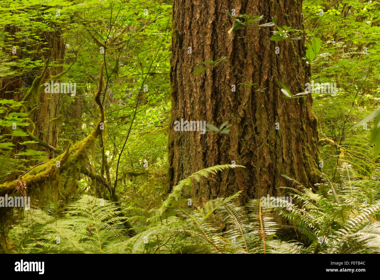 Ancient forest, North Fork Sauk Wild and Scenic River, Mt Baker-Snoqualmie National Forest, Washington Stock Photo