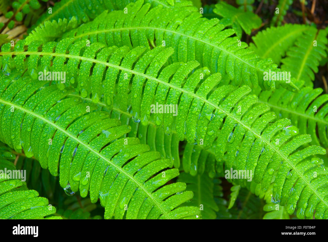 Deer fern, Mt Pilchuck State Park, Washington Stock Photo