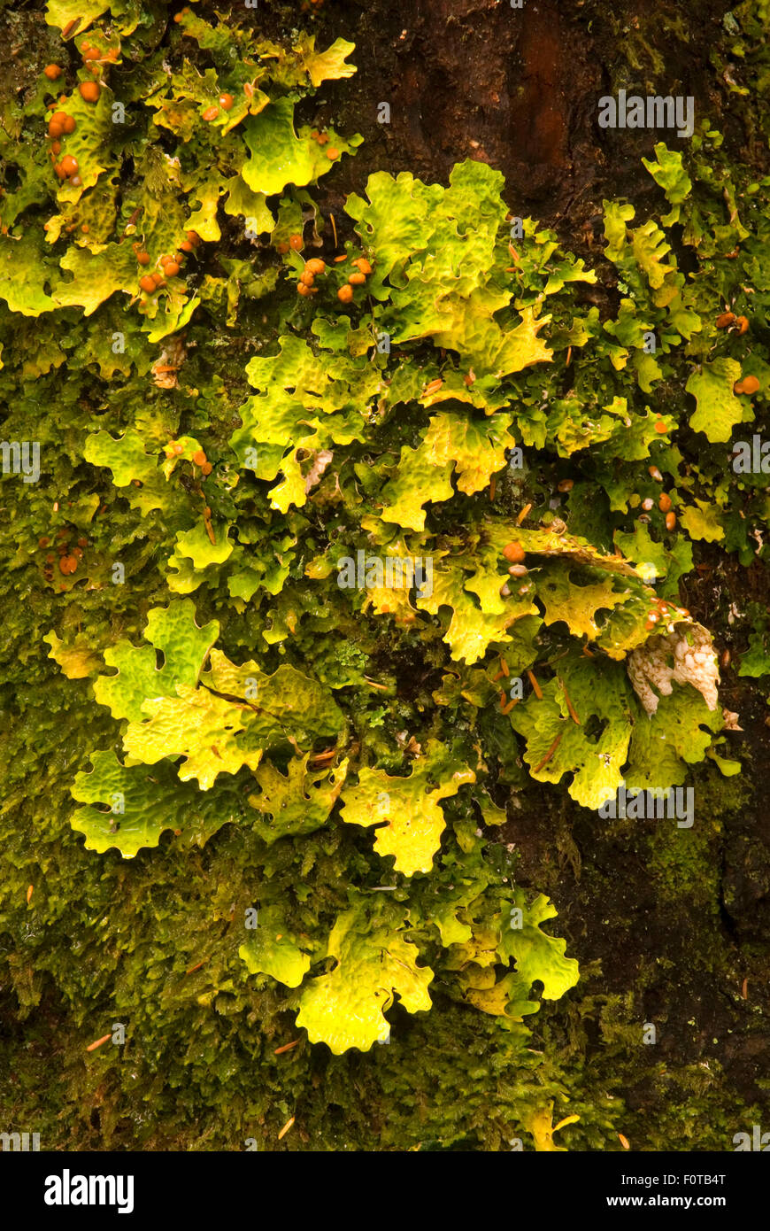 Lettuce lichen, Mt Pilchuck State Park, Washington Stock Photo