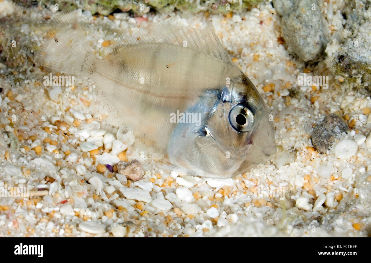 YOUNG SURGEONFISH SWIMMING CLOSE TO SAND BOTTOM DURING NIGHT Stock Photo