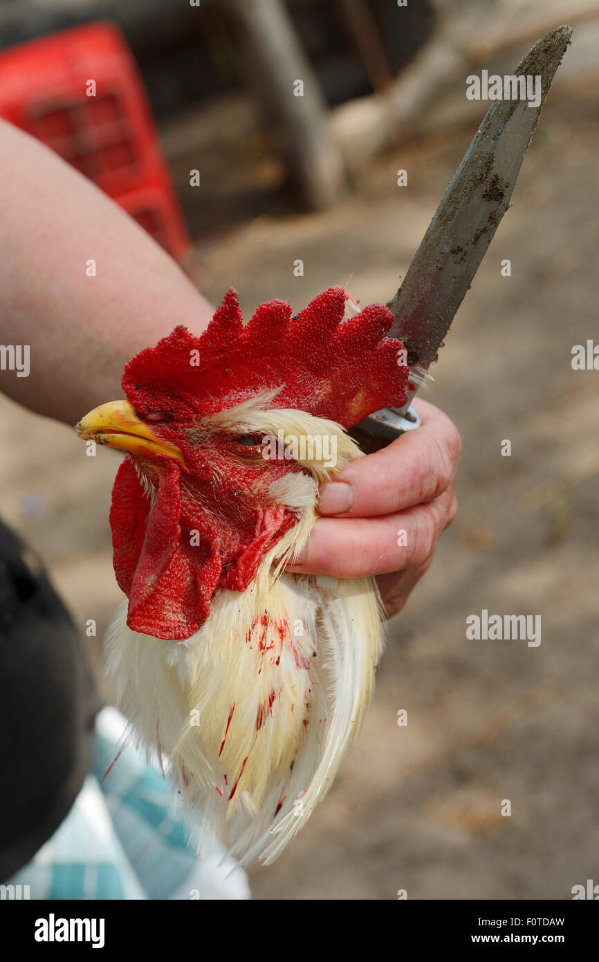 Head of Cockerel slaughtered for dinner, Letea, Danube delta rewilding area, Romania Stock Photo