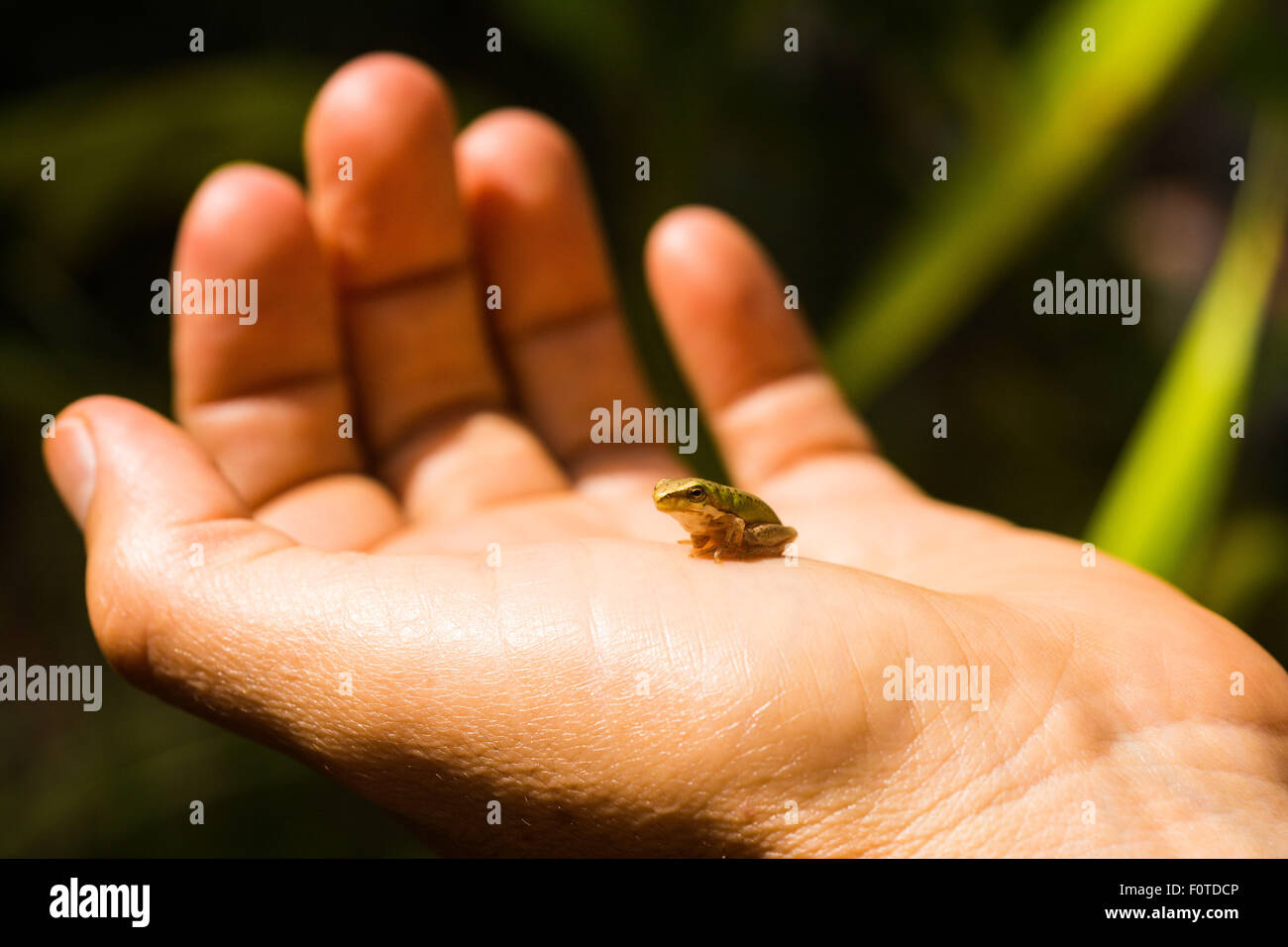 Eastern dwarf tree frog sitting on woman's hand, Brisbane, Queensland