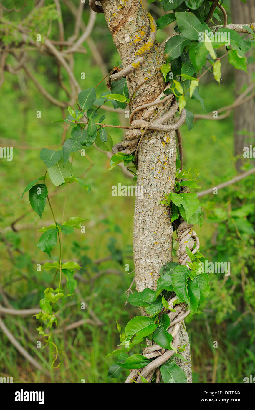 Silk vine (Periploca graeca) Letea forest, Strictly protected nature reserve, Danube delta rewilding area, Romania Stock Photo