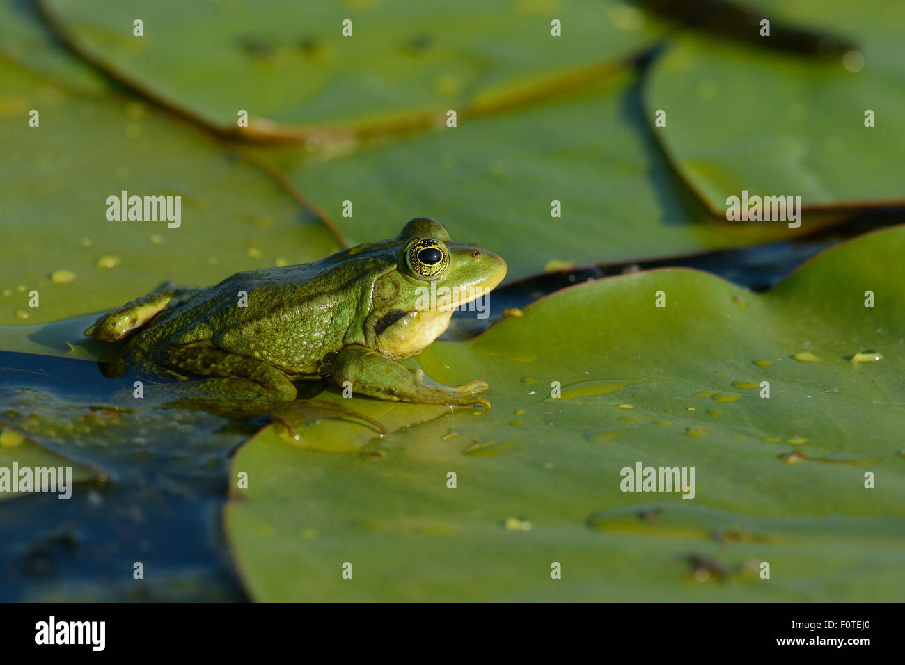 Pool Frog (Rana lessonae) sitting amongst lily pads, Danube delta