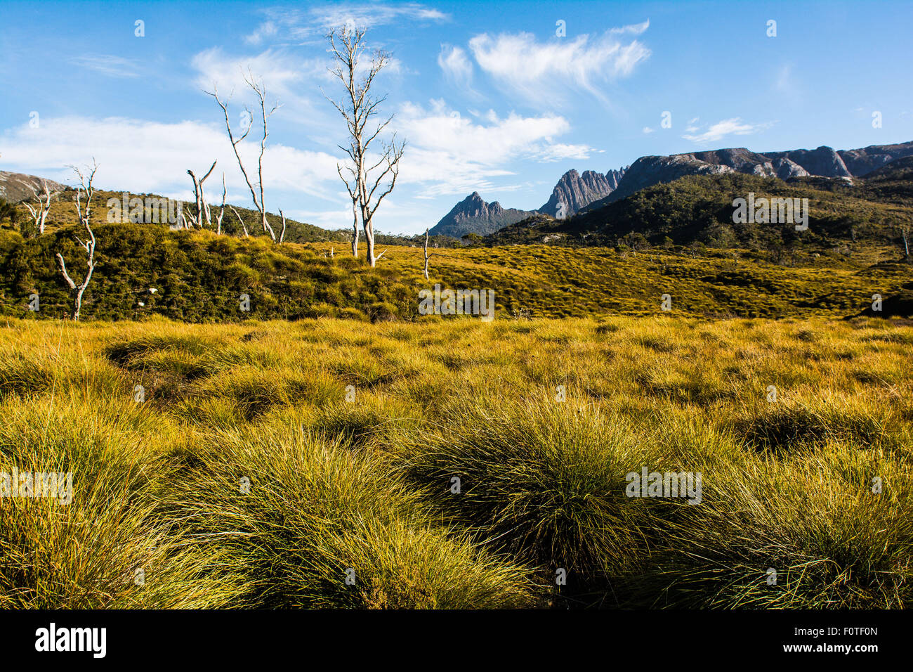 Cradle Mountain & button grass, Cradle Mountain-Lake St. Clair National Park, Tasmania Stock Photo