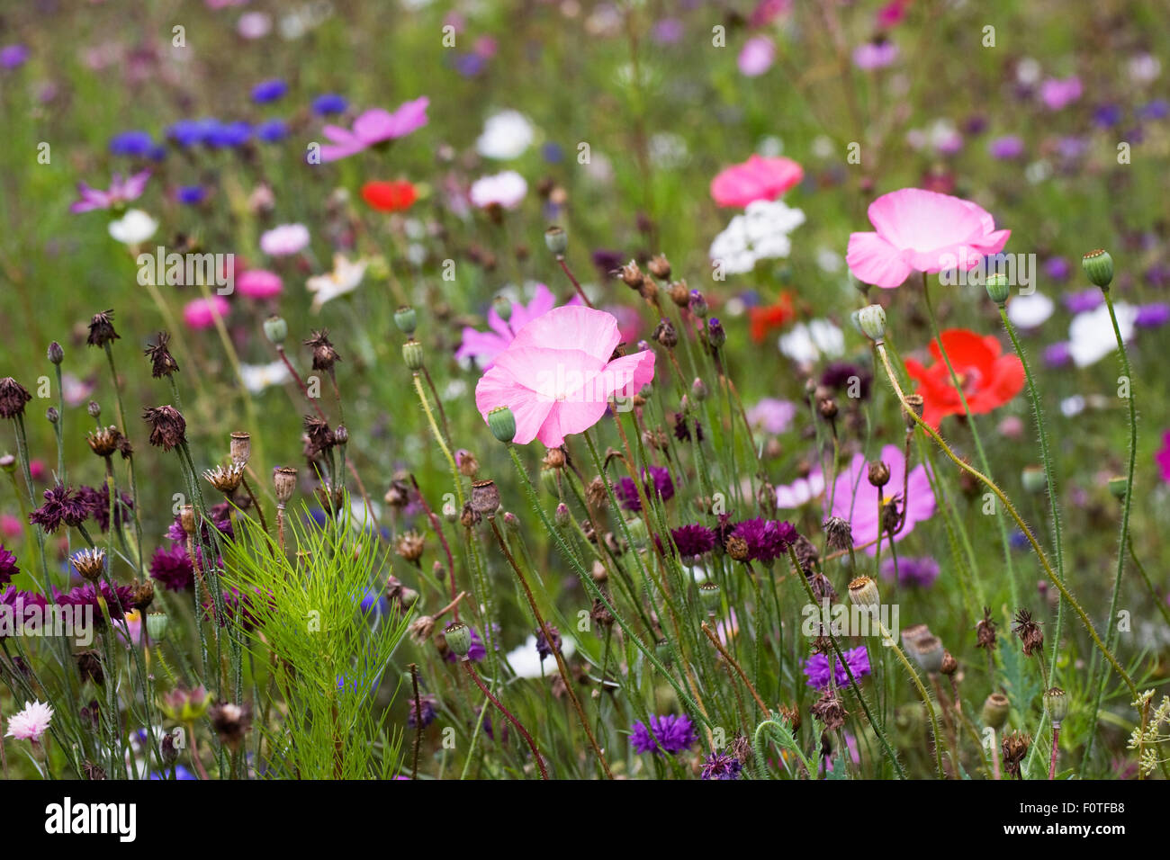 Mixed flower meadow at the end of Summer. Stock Photo