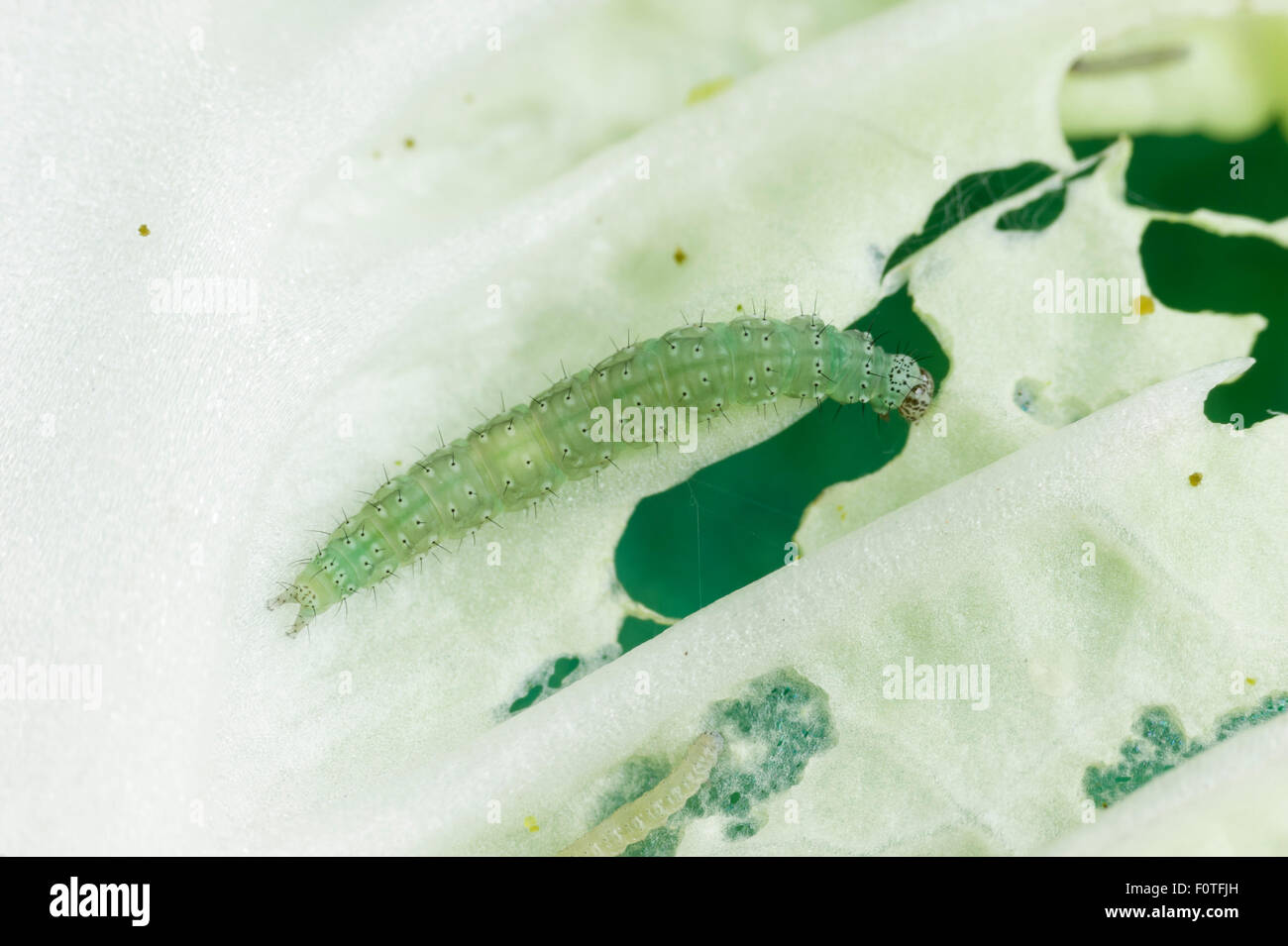 Cabbage moth (aka diamondback moth) caterpillars and their damage Stock Photo
