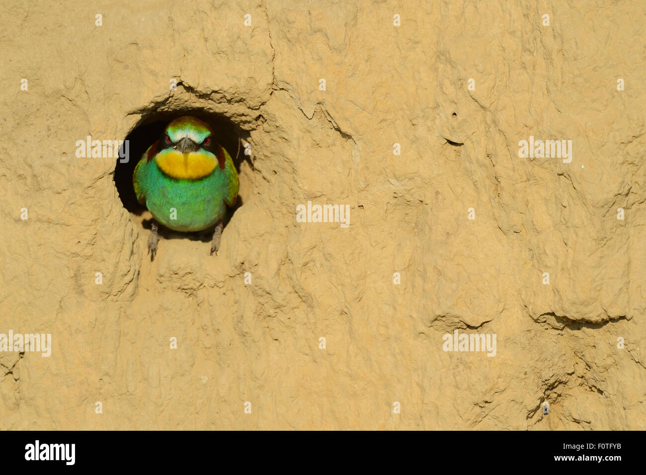 European bee eater (Merops apiaster) in nest hole, Danube delta rewilding area, Romania, June Stock Photo