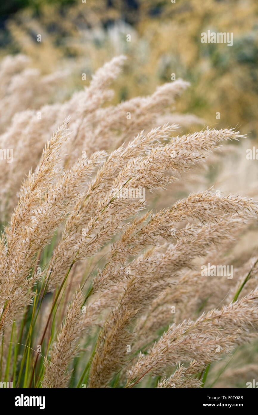 Stipa calamagrostis. Rough feather grass. Stock Photo