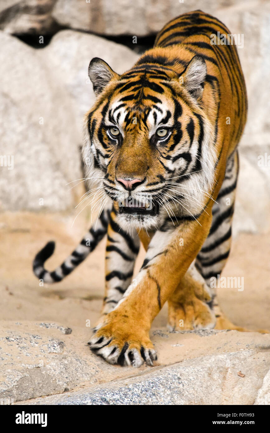 Sumatran tiger (Panthera tigris sumatrae), captive, Berlin, Germany Stock Photo