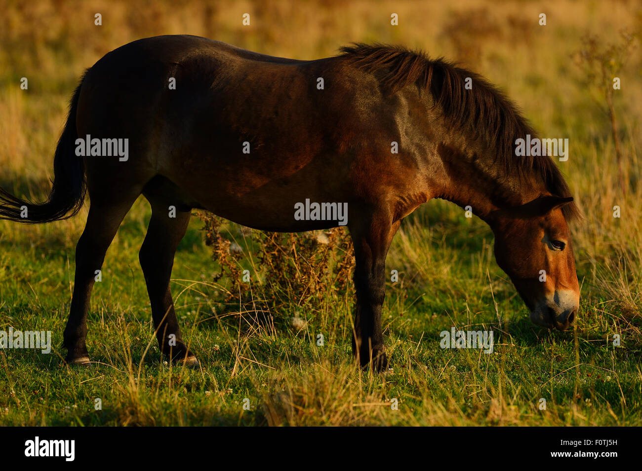 Exmoor pony grazing, one of the oldest and most primitive horse breeds ...