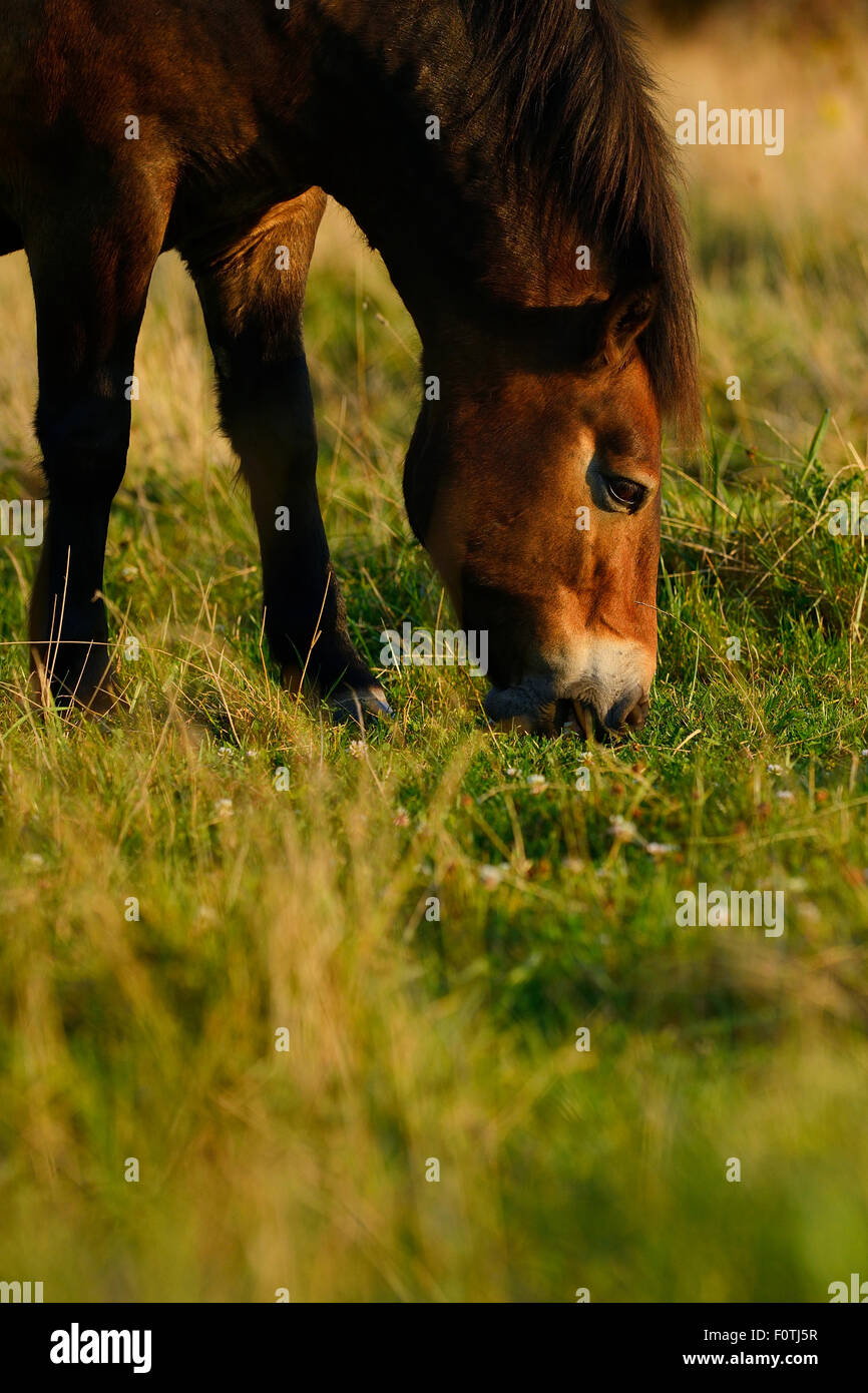 Exmoor ponies, one of the oldest and most primitive horse breeds in ...