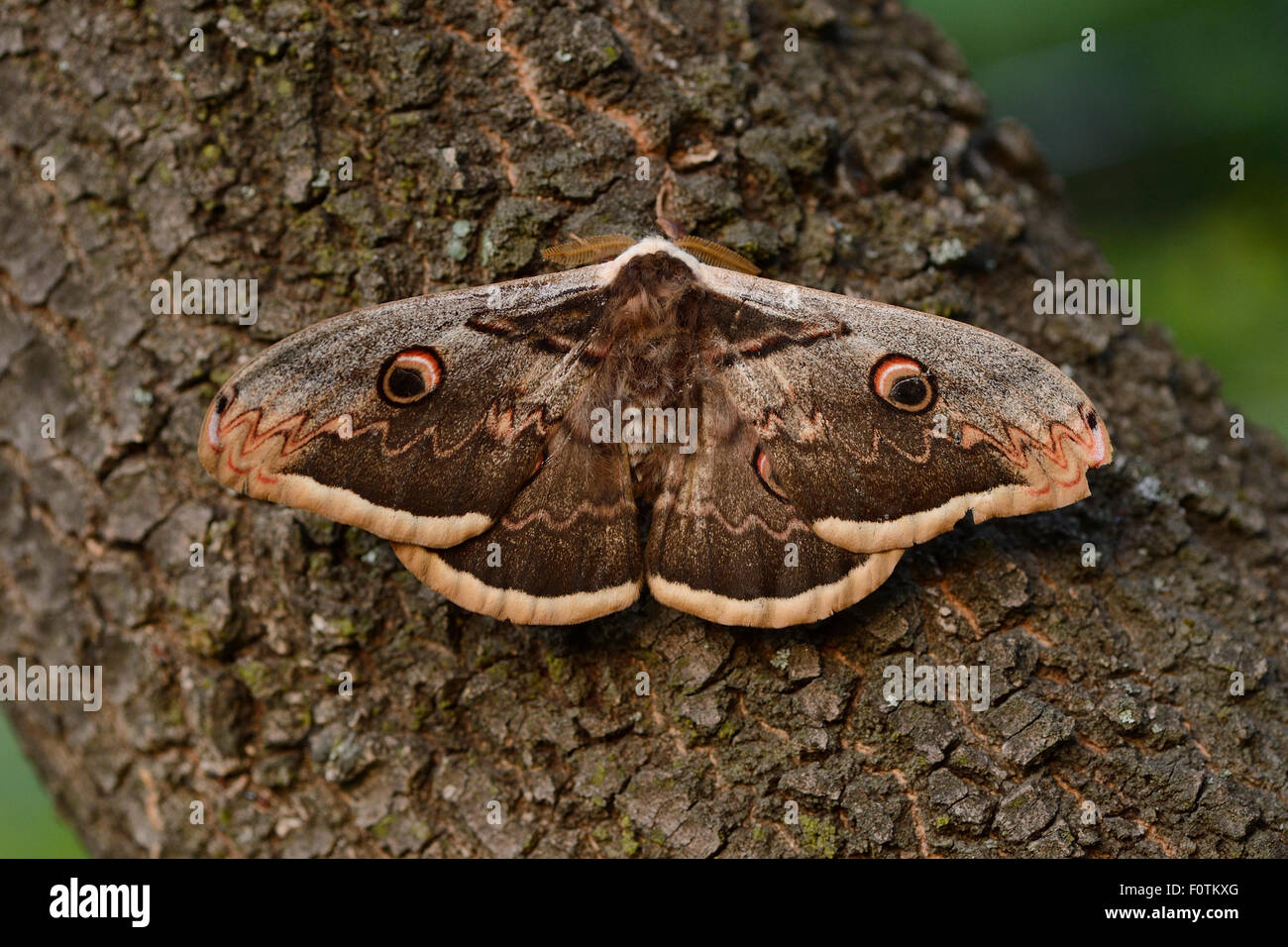 Giant peacock moth (Saturnia pyri) Studen Kladenets reserve, Eastern Rhodope Mountains, Bulgaria, May. Stock Photo