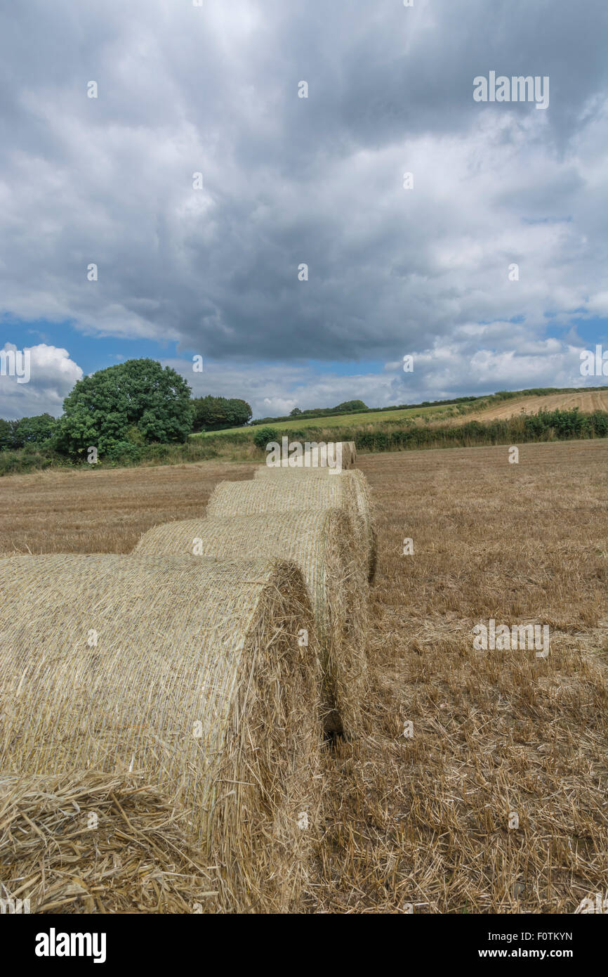 Hay / straw bales and stubble field after harvested cereal crop. Focus on bale and stubble in foreground bottom of image. Metaphor for food security. Stock Photo