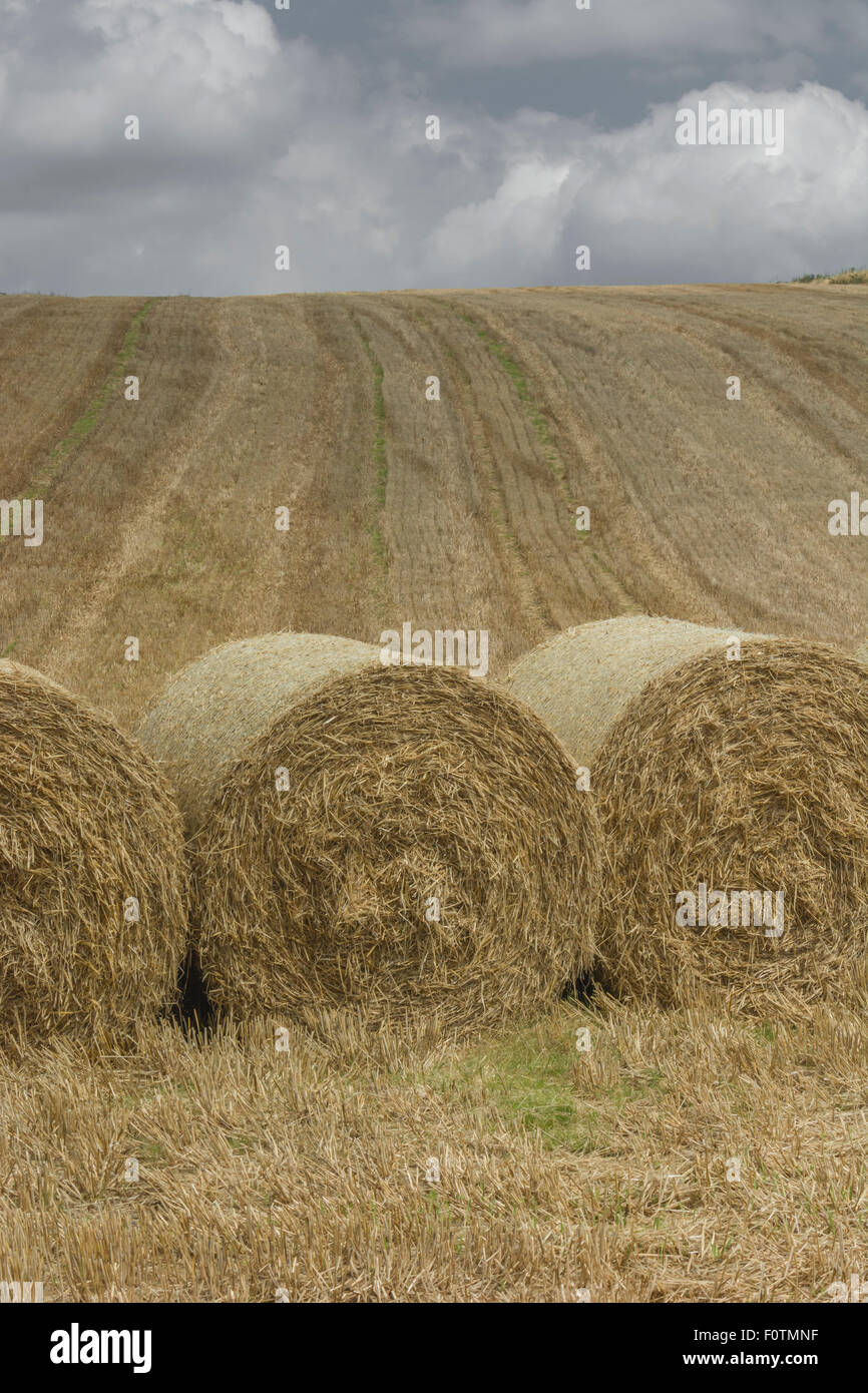 Hay / straw bales and stubble field after harvested cereal crop. Focus on lower half of picture. For food security / growing food, storm clouds. Stock Photo
