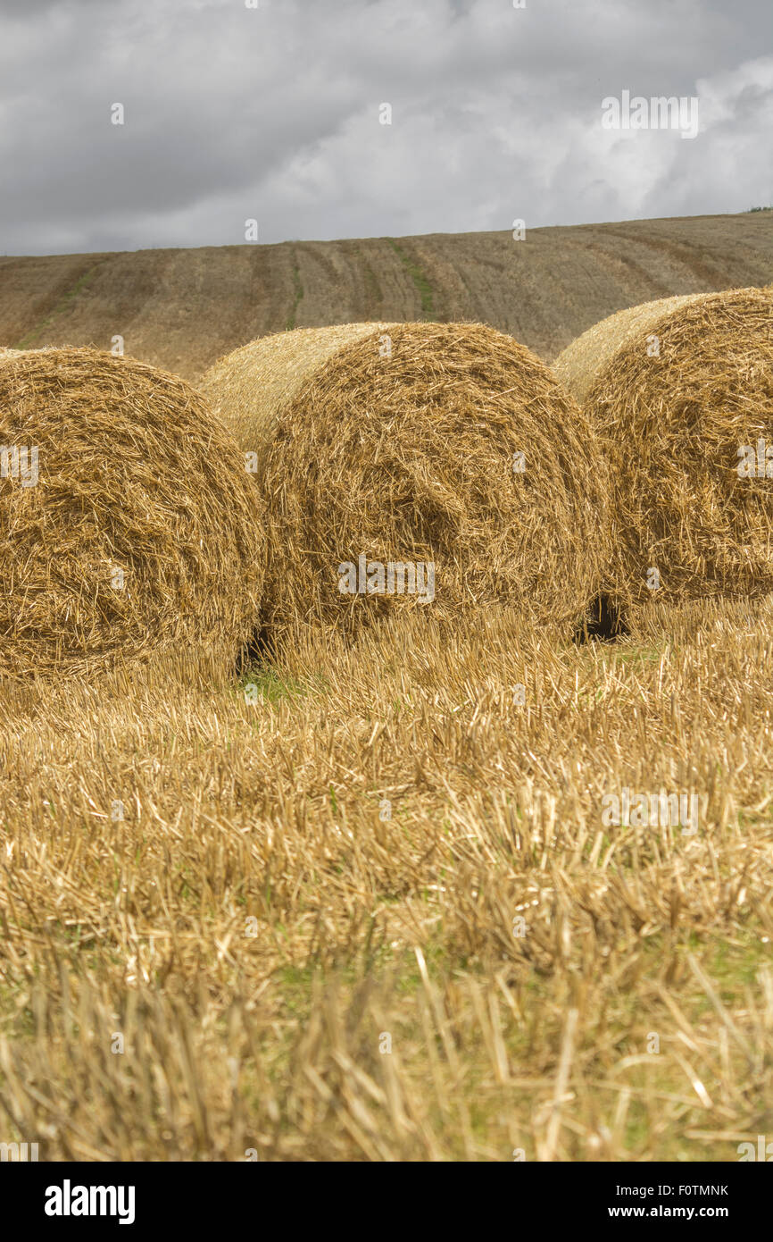 Hay / straw bales and stubble field after harvested cereal crop. Focus on front face of bales. Metaphor food security / growing food, farm subsidies. Stock Photo