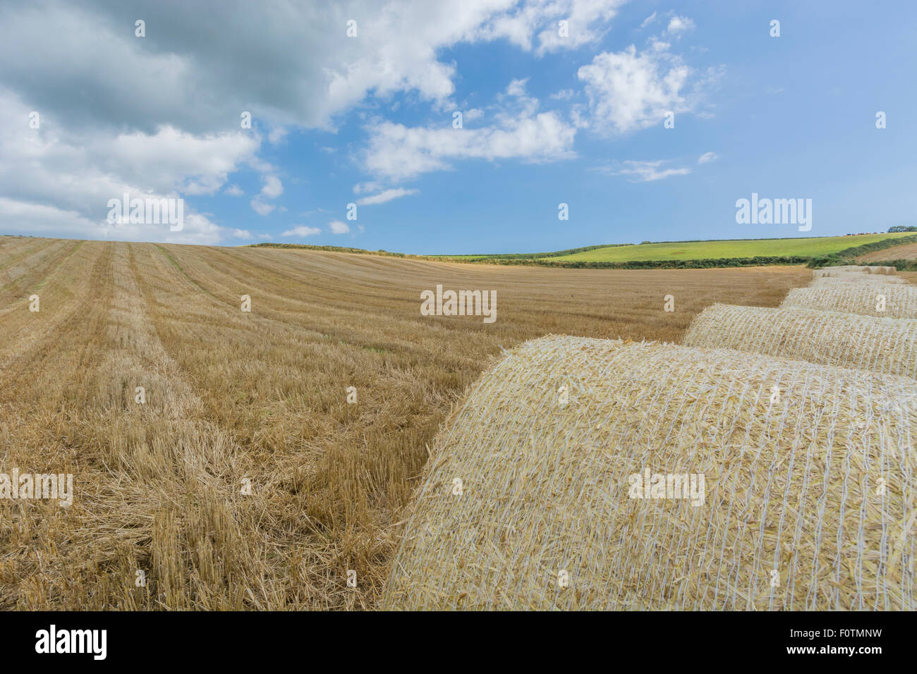 Stubble field after harvested cereal crop. Focus on lower half of image. Metaphor for food security / growing food, farm subsidies. Stock Photo
